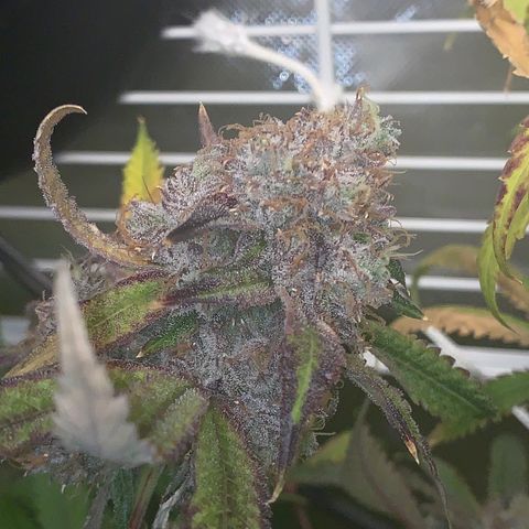 Runtz #1 growlog timeline photo