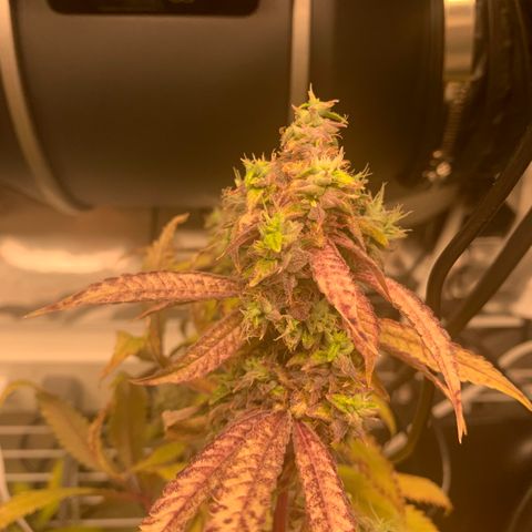 Runtz #1 growlog timeline photo