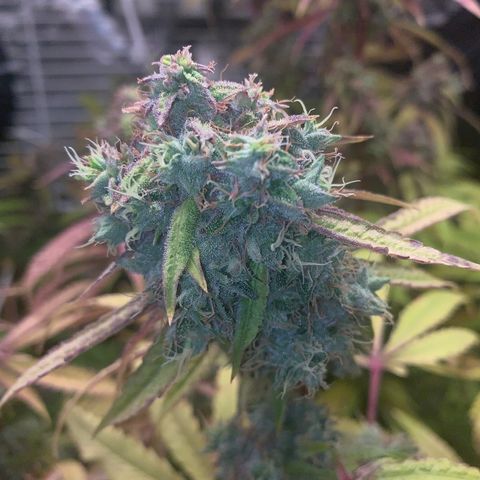 Runtz #1 growlog timeline photo