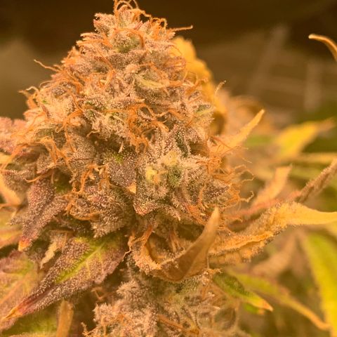 Runtz #1 growlog timeline photo