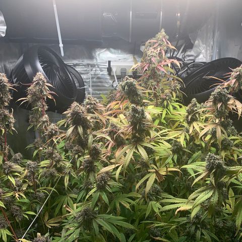 Runtz #1 growlog timeline photo