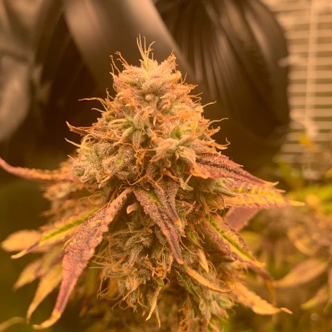 Runtz #1 growlog timeline photo