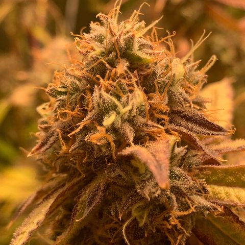Runtz #1 growlog timeline photo