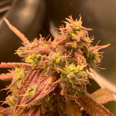 Runtz #1 growlog timeline photo