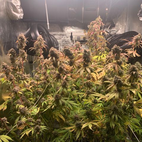Runtz #1 growlog timeline photo