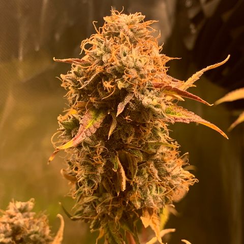 Runtz #1 growlog timeline photo