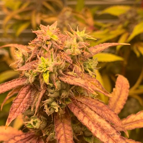 Runtz #1 growlog timeline photo