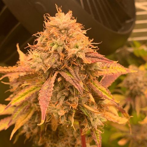 Runtz #1 growlog timeline photo