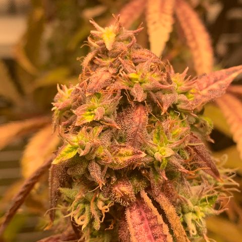 Runtz #1 growlog timeline photo