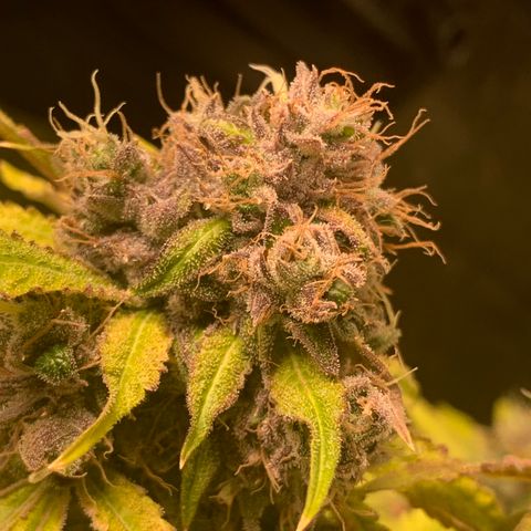 Runtz #1 growlog timeline photo