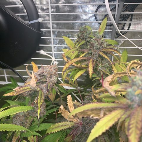 Runtz #1 growlog photo: Right before harvest
