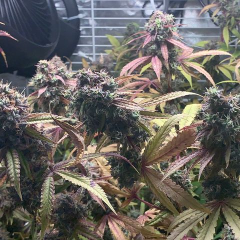 Runtz #1 growlog photo: Right before harvest