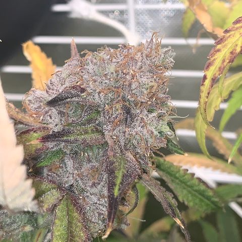 Runtz #1 growlog photo: Right before harvest