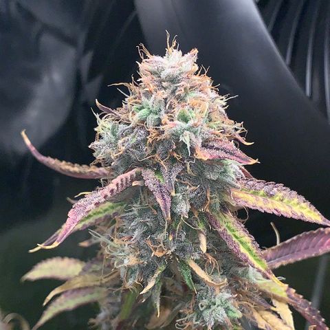 Runtz #1 growlog photo: Right before harvest