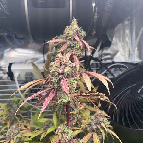Runtz #1 growlog photo: Right before harvest