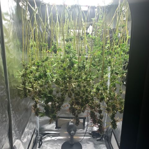 Runtz #1 growlog photo: Chopped 