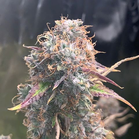 Runtz #1 growlog photo: Right before harvest