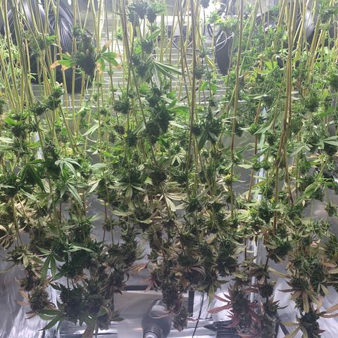 Runtz #1 growlog photo: Chopped 