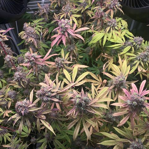 Runtz #1 growlog photo: Right before harvest
