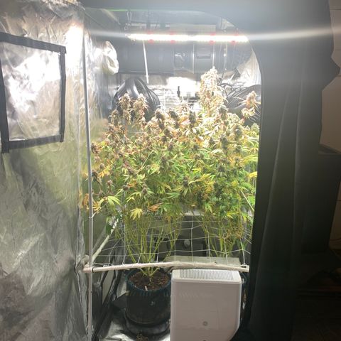 Runtz #1 growlog photo: Right before harvest