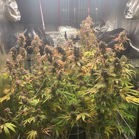Runtz #1 growlog photo: Right before harvest