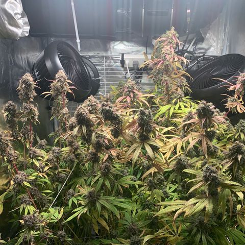 Runtz #1 growlog photo: Right before harvest