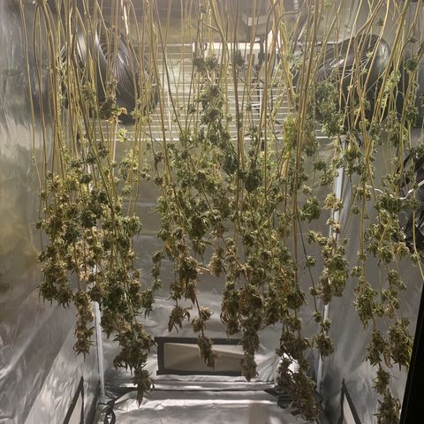 Runtz #1 growlog timeline photo