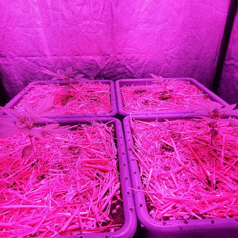 Sugar Black Rose growlog timeline photo