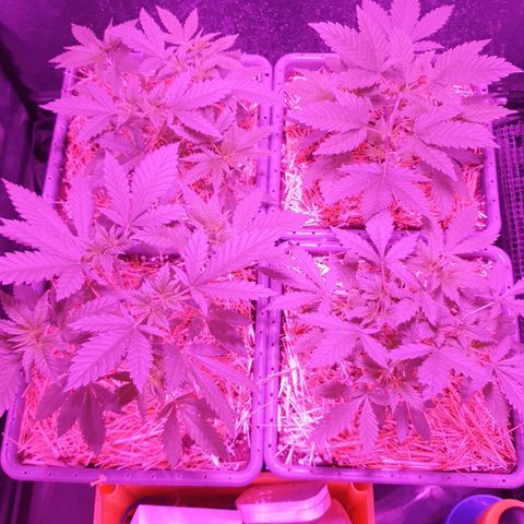 Sugar Black Rose growlog timeline photo