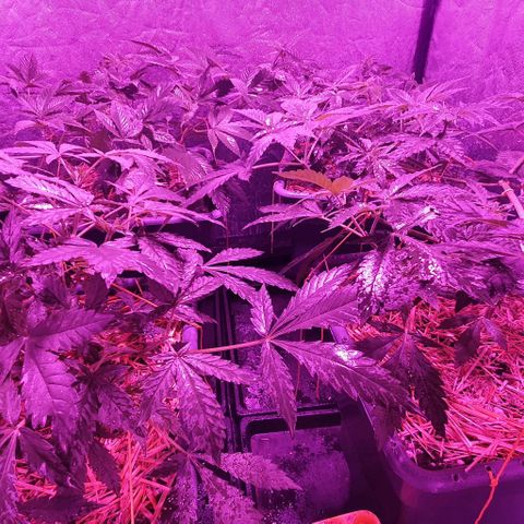 Sugar Black Rose growlog timeline photo
