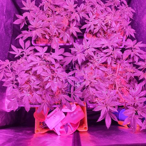 Sugar Black Rose growlog timeline photo