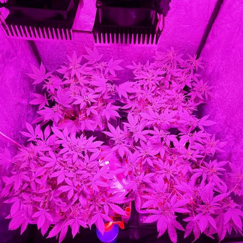 Sugar Black Rose growlog timeline photo