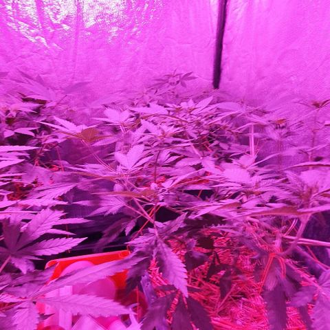 Sugar Black Rose growlog timeline photo