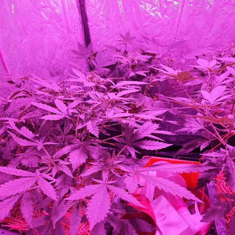 Sugar Black Rose growlog timeline photo