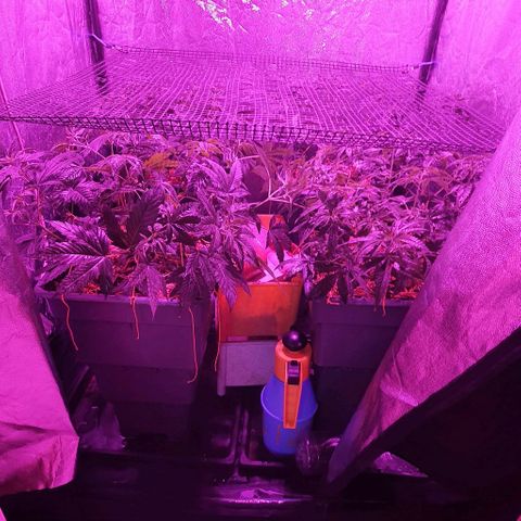 Sugar Black Rose growlog timeline photo