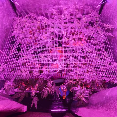 Sugar Black Rose growlog timeline photo