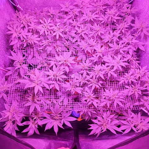 Sugar Black Rose growlog timeline photo