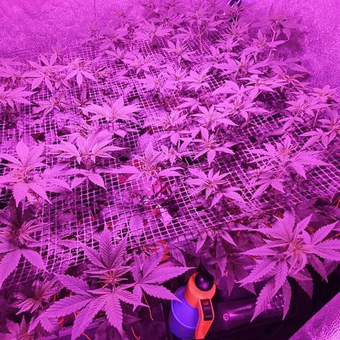 Sugar Black Rose growlog timeline photo