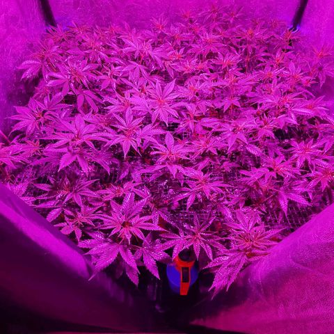 Sugar Black Rose growlog timeline photo