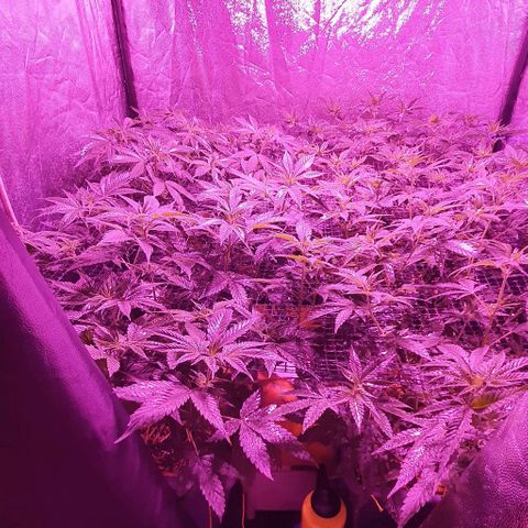 Sugar Black Rose growlog timeline photo