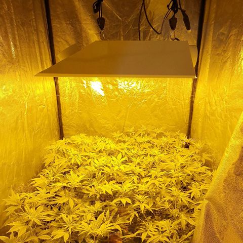 Sugar Black Rose growlog timeline photo