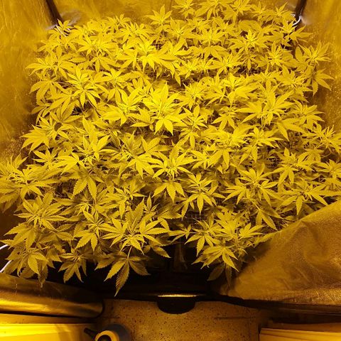 Sugar Black Rose growlog timeline photo