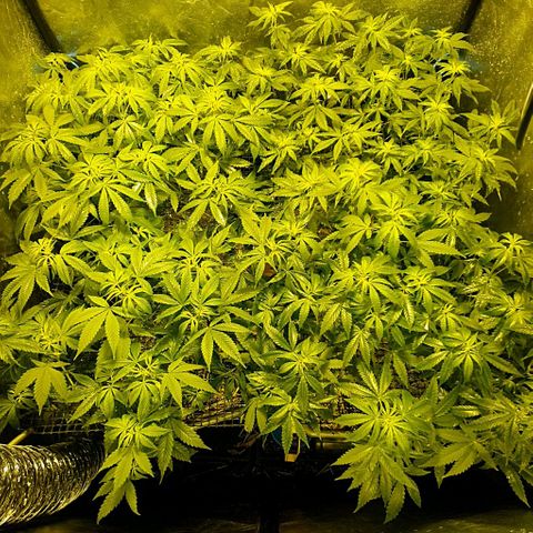 Sugar Black Rose growlog timeline photo
