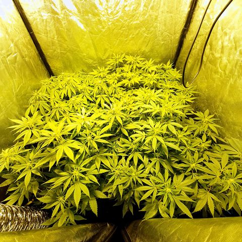 Sugar Black Rose growlog timeline photo