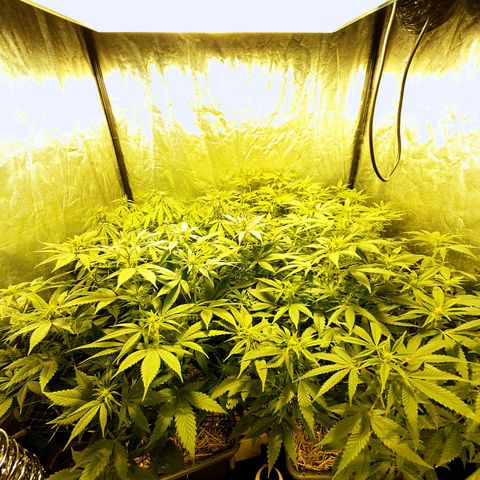 Sugar Black Rose growlog timeline photo