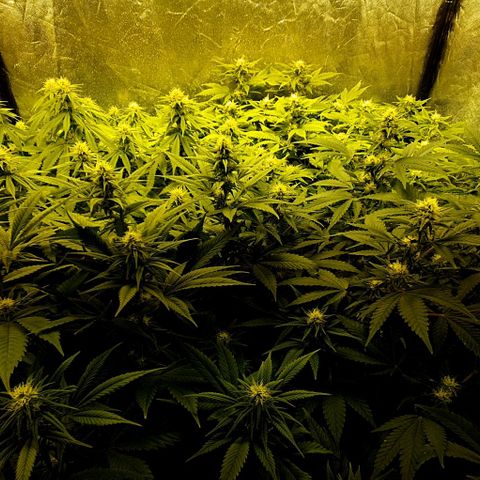 Sugar Black Rose growlog timeline photo