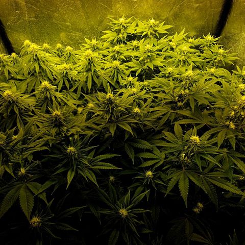 Sugar Black Rose growlog timeline photo