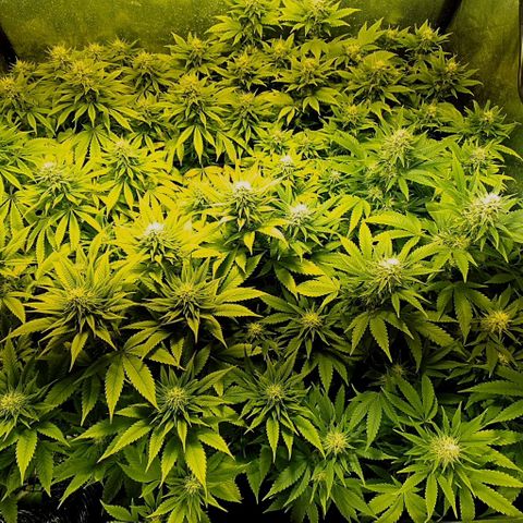 Sugar Black Rose growlog timeline photo