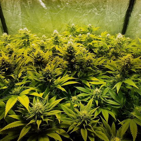 Sugar Black Rose growlog timeline photo