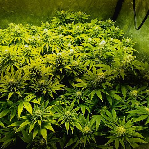 Sugar Black Rose growlog timeline photo